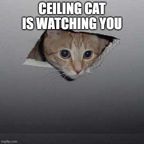 cat | CEILING CAT IS WATCHING YOU | image tagged in memes,ceiling cat | made w/ Imgflip meme maker