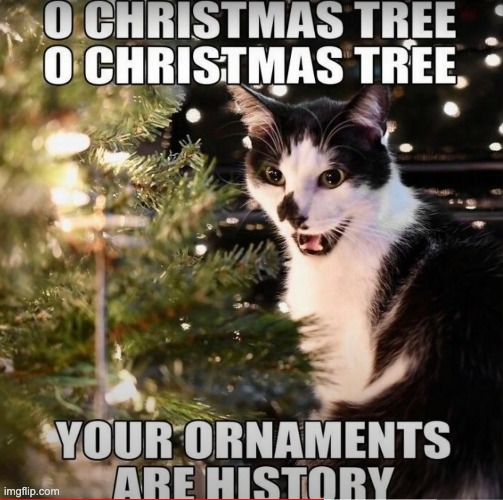 >:3 | image tagged in cats,funny cat memes | made w/ Imgflip meme maker
