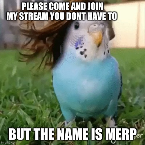 Beautiful birb | PLEASE COME AND JOIN MY STREAM YOU DONT HAVE TO; BUT THE NAME IS MERP | image tagged in beautiful birb | made w/ Imgflip meme maker