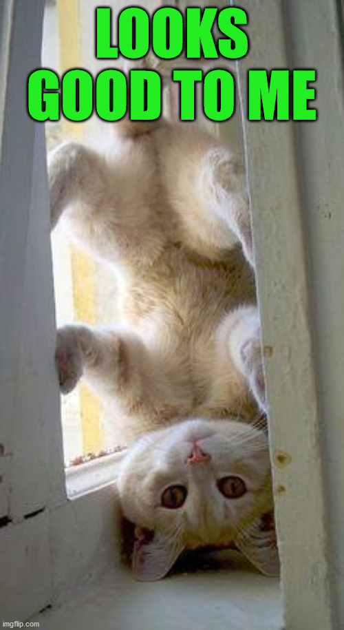 upside down cat | LOOKS GOOD TO ME | image tagged in upside down cat | made w/ Imgflip meme maker