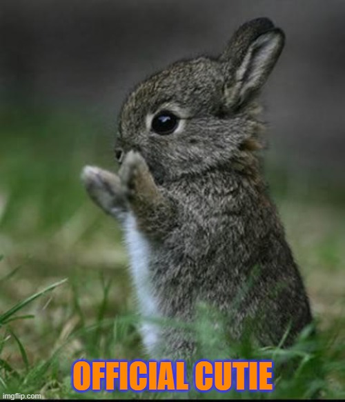 So cute! | OFFICIAL CUTIE | image tagged in cute bunny | made w/ Imgflip meme maker