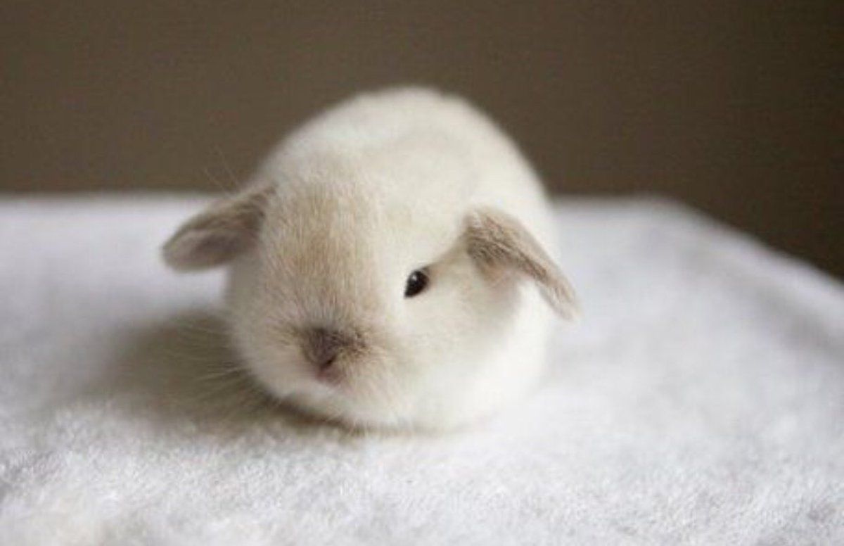 Tiny bunny гол. Карликовый кролик Баффи. Бяша tiny Bunny. Tiny Bunny кролик. Кролик карликовый хотот малыш.