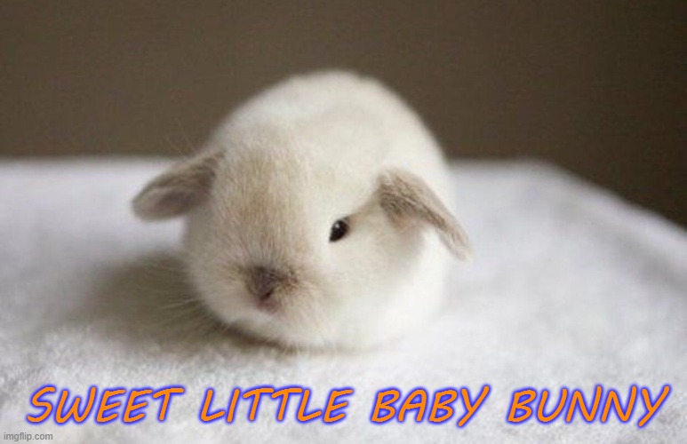 I'M MELTING IN CUTNESS | SWEET LITTLE BABY BUNNY | image tagged in bunny | made w/ Imgflip meme maker