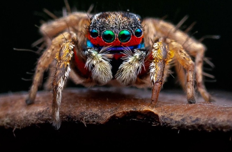 Mini spider zoomed in | made w/ Imgflip meme maker