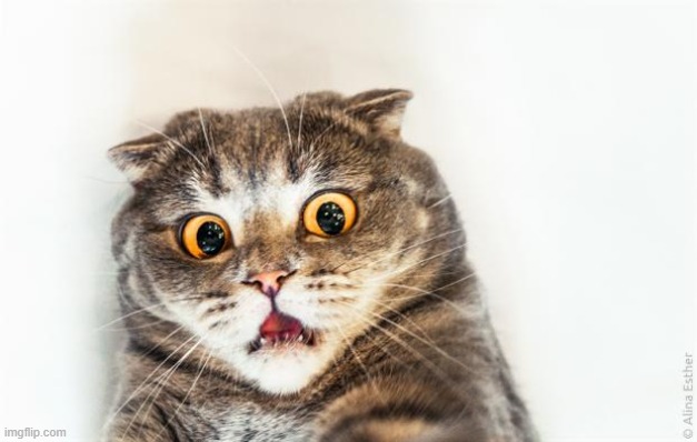 horrified cat | image tagged in horrified cat | made w/ Imgflip meme maker