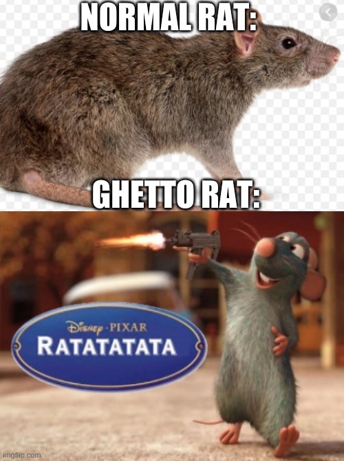 NORMAL RAT:; GHETTO RAT: | image tagged in ratatatata | made w/ Imgflip meme maker