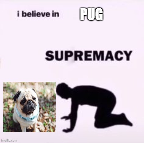 I believe in supremacy | PUG | image tagged in i believe in supremacy | made w/ Imgflip meme maker