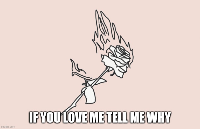 burning rose | IF YOU LOVE ME TELL ME WHY | image tagged in burning rose | made w/ Imgflip meme maker