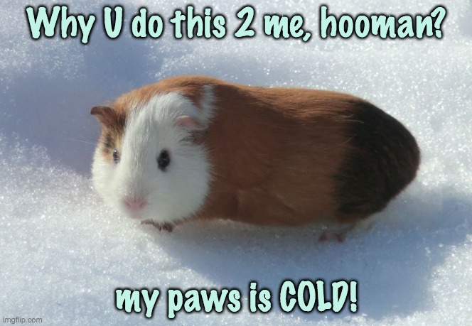 February is not photogenic | Why U do this 2 me, hooman? my paws is COLD! | image tagged in guinea pig,february,cold,rodent | made w/ Imgflip meme maker