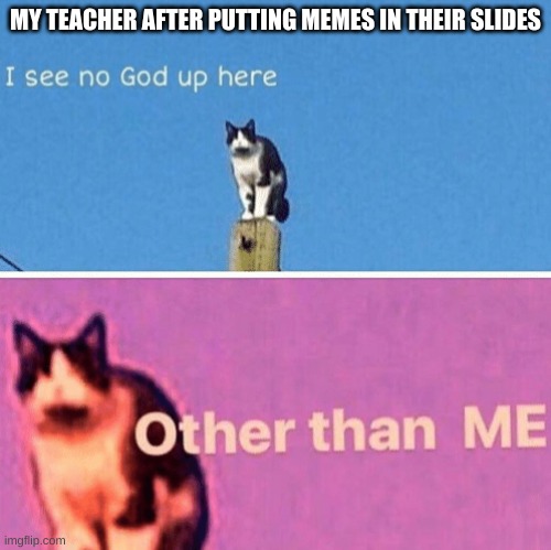 Hail pole cat | MY TEACHER AFTER PUTTING MEMES IN THEIR SLIDES | image tagged in hail pole cat | made w/ Imgflip meme maker