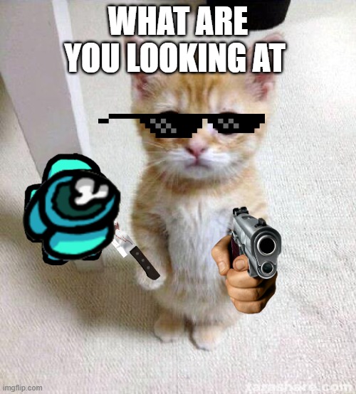 what are you looking at | WHAT ARE YOU LOOKING AT | image tagged in memes,cute cat | made w/ Imgflip meme maker