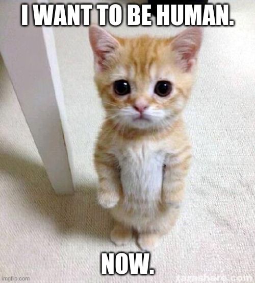 Make me a Human | I WANT TO BE HUMAN. NOW. | image tagged in memes,cute cat | made w/ Imgflip meme maker