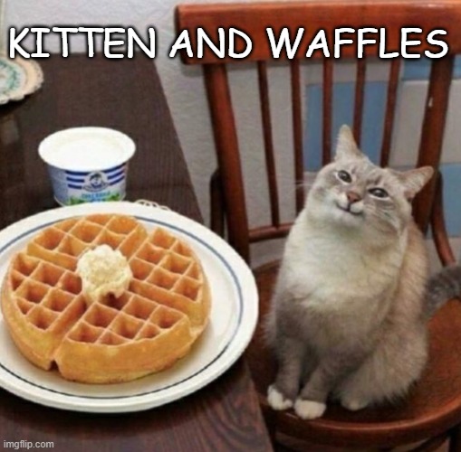 Cat likes their waffle | KITTEN AND WAFFLES | image tagged in cat likes their waffle,cat,waffles | made w/ Imgflip meme maker