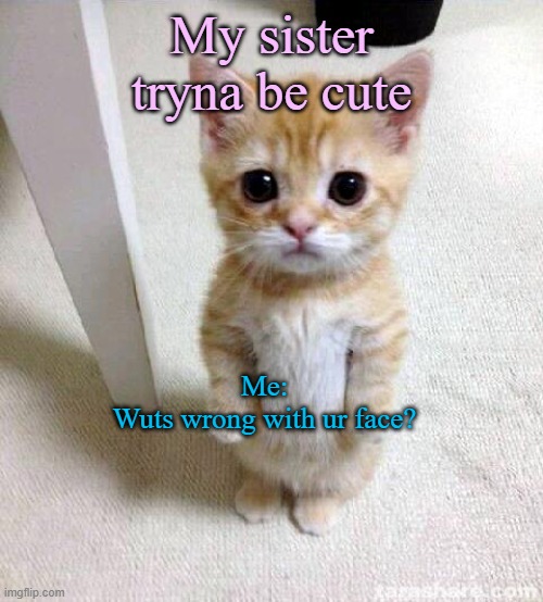 Wut wrong with ur face??? | My sister tryna be cute; Me:
Wuts wrong with ur face? | image tagged in memes,cute cat | made w/ Imgflip meme maker