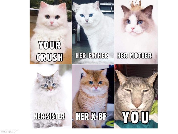 We vs them.?? | image tagged in cat,vs,you,crush | made w/ Imgflip meme maker
