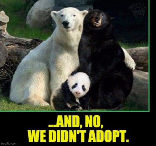 Meet The Bears: Whitey, Honey & Baby | image tagged in vince vance,memes,bears,polar bear,panda,adoption | made w/ Imgflip meme maker