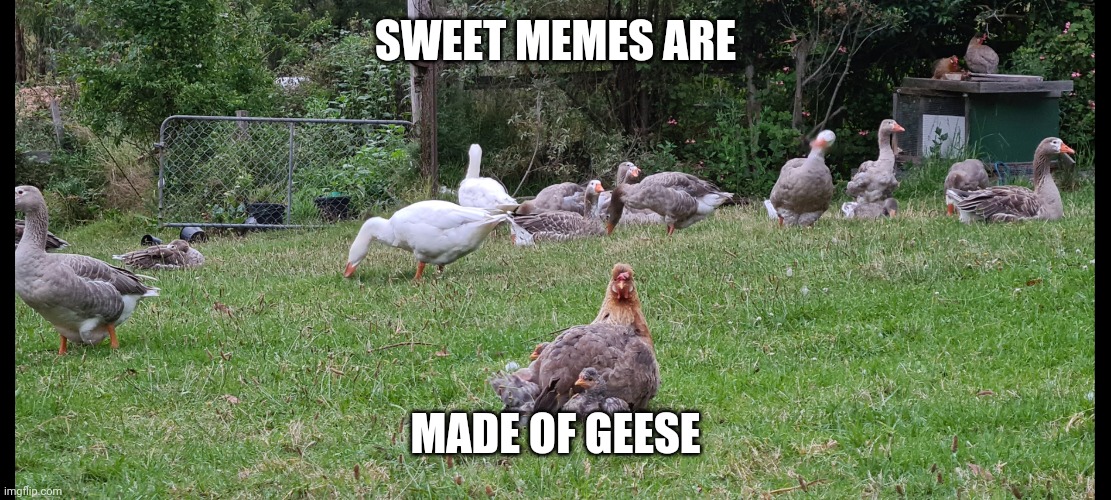 SWEET MEMES ARE; MADE OF GEESE | made w/ Imgflip meme maker