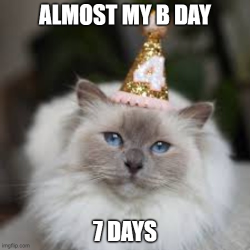 Count down 7 days | ALMOST MY B DAY; 7 DAYS | image tagged in b-day cat,stay alert | made w/ Imgflip meme maker