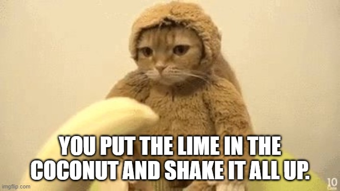 Monkey Cat | YOU PUT THE LIME IN THE COCONUT AND SHAKE IT ALL UP. | image tagged in monkey cat | made w/ Imgflip meme maker