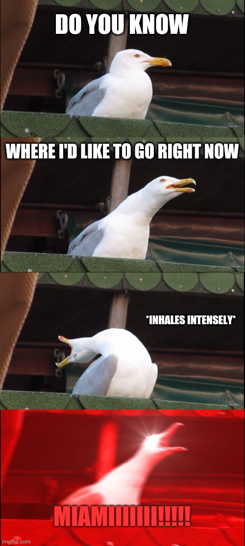 MIAMI! | DO YOU KNOW; WHERE I'D LIKE TO GO RIGHT NOW; *INHALES INTENSELY*; MIAMIIIIIII!!!!! | image tagged in memes,inhaling seagull,florida | made w/ Imgflip meme maker