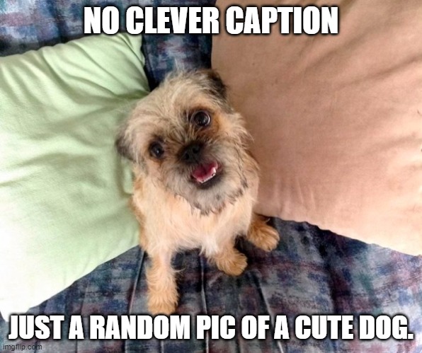 Nice doggie | NO CLEVER CAPTION; JUST A RANDOM PIC OF A CUTE DOG. | image tagged in dogs,cute dogs,funny dogs,cute,puppies | made w/ Imgflip meme maker