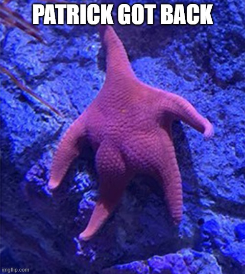 Patrick | PATRICK GOT BACK | image tagged in starfish | made w/ Imgflip meme maker