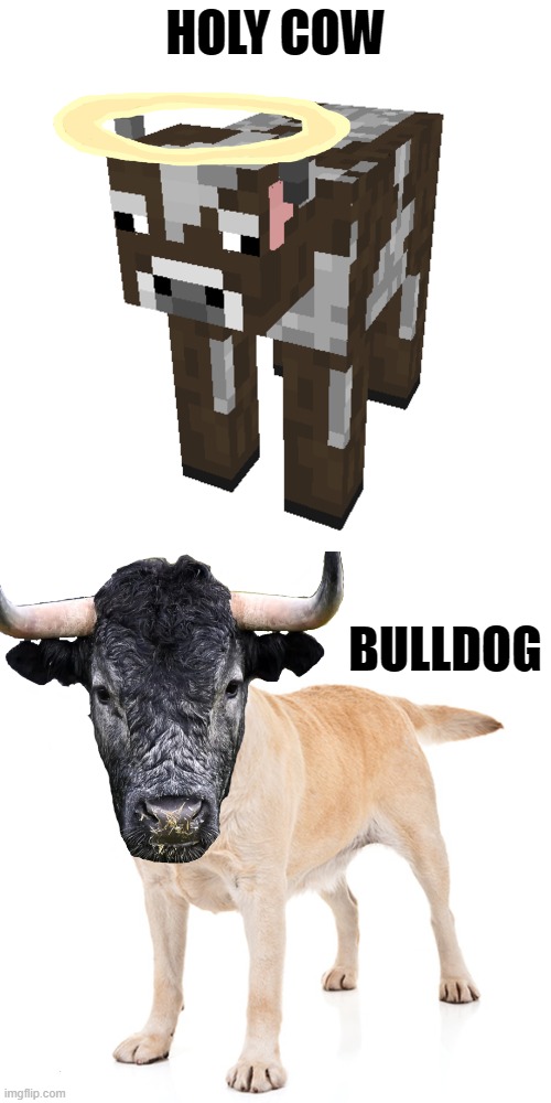 Holy Cow and Bulldog | HOLY COW; BULLDOG | made w/ Imgflip meme maker