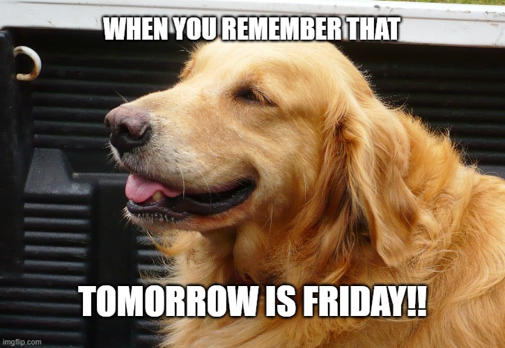 Friday! | WHEN YOU REMEMBER THAT; TOMORROW IS FRIDAY!! | image tagged in funny meme,funny,happy dog | made w/ Imgflip meme maker