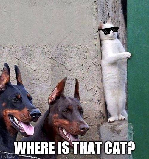 yeet | WHERE IS THAT CAT? | image tagged in funny | made w/ Imgflip meme maker