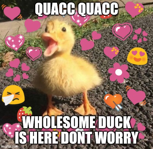 wholesome quacc | QUACC QUACC; WHOLESOME DUCK IS HERE DONT WORRY | image tagged in wholesome quacc | made w/ Imgflip meme maker