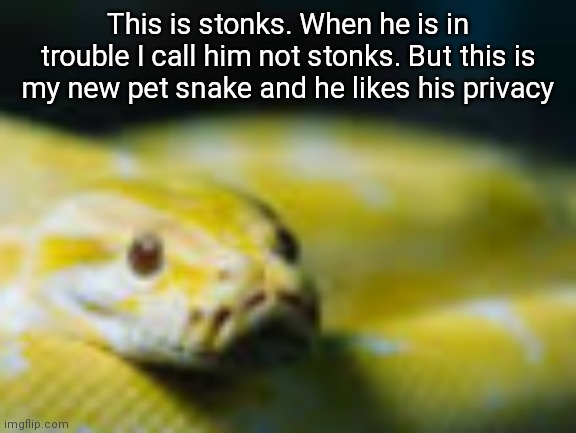 My gf chased me around the room when I told her I had a snake | This is stonks. When he is in trouble I call him not stonks. But this is my new pet snake and he likes his privacy | image tagged in stonks,not stonks | made w/ Imgflip meme maker