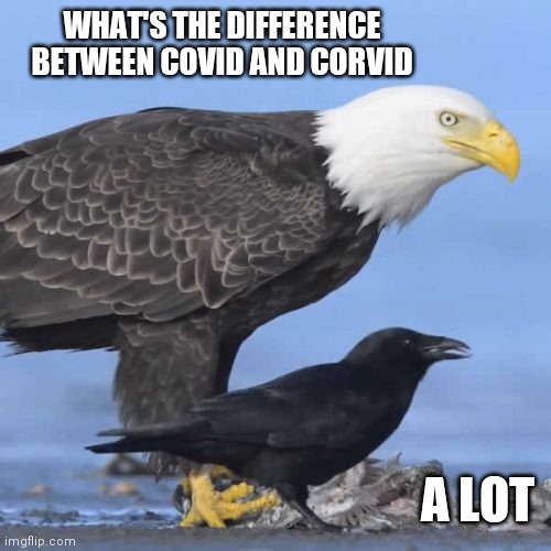 Bird talk | WHAT'S THE DIFFERENCE BETWEEN COVID AND CORVID; A LOT | image tagged in fun | made w/ Imgflip meme maker