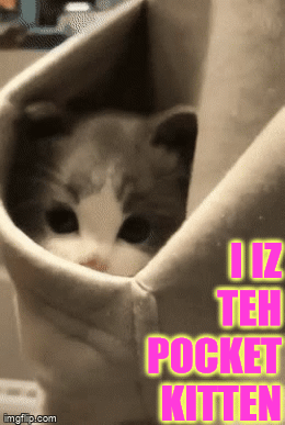 Pocket Kitten - Señor GIF - Pronounced GIF or JIF?