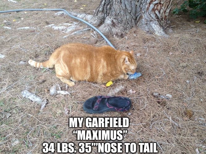 MY GARFIELD 
“MAXIMUS”
34 LBS. 35”’NOSE TO TAIL | made w/ Imgflip meme maker