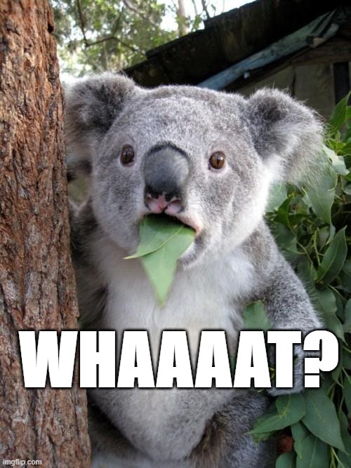 PandaWhat | WHAAAAT? | image tagged in memes,surprised koala | made w/ Imgflip meme maker