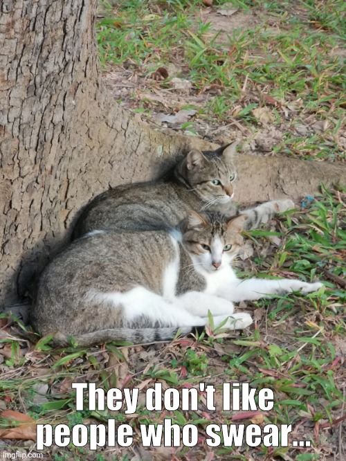 Staring cat | They don't like people who swear... | made w/ Imgflip meme maker