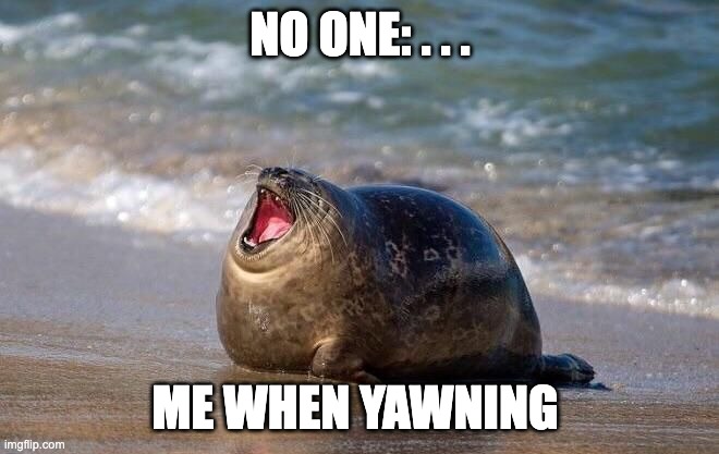 this is me irl | NO ONE: . . . ME WHEN YAWNING | image tagged in yawning seal | made w/ Imgflip meme maker
