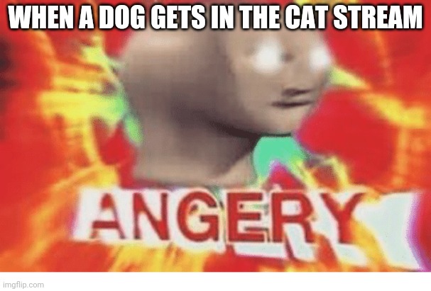 Meme man angery | WHEN A DOG GETS IN THE CAT STREAM | image tagged in meme man angery,memes,funny memes,meme man,cats,funny | made w/ Imgflip meme maker