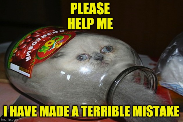 How did that cat get in there in the first place??? | PLEASE 
HELP ME; I HAVE MADE A TERRIBLE MISTAKE | image tagged in cats,memes,funny memes,funny,scared cat | made w/ Imgflip meme maker