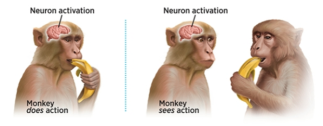 Monkey sees action Blank Meme Template