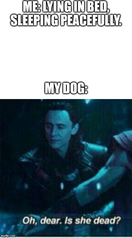 *proceeds to noisily sniff and lick me* | ME: LYING IN BED, SLEEPING PEACEFULLY. MY DOG: | image tagged in blank white template,loki | made w/ Imgflip meme maker