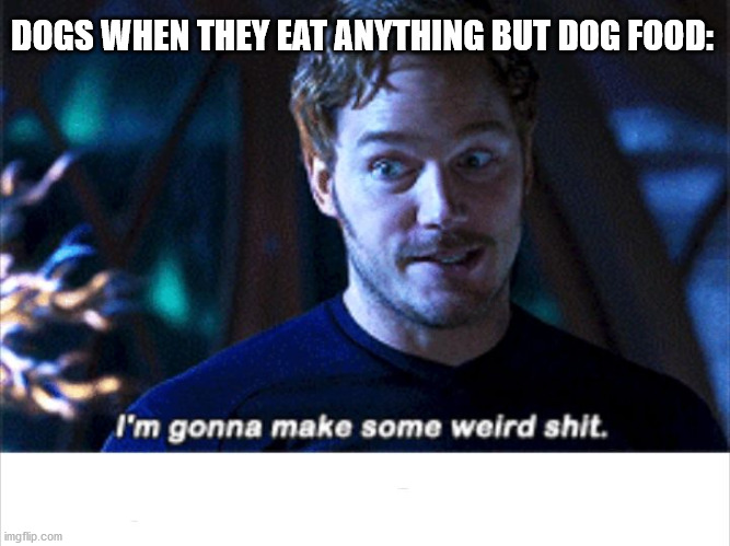 Well that stinks | DOGS WHEN THEY EAT ANYTHING BUT DOG FOOD: | image tagged in i'm gonna make some weird s,marvel,starlord,guardians of the galaxy vol 2 | made w/ Imgflip meme maker