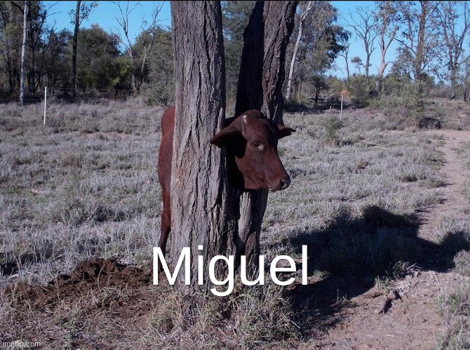 Miguel | image tagged in funny memes | made w/ Imgflip meme maker