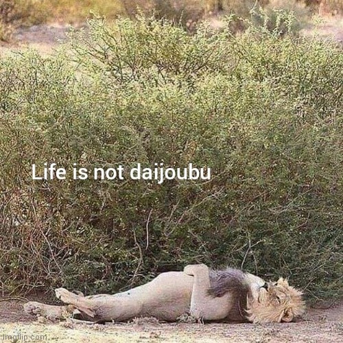 Life is not daijoubu | image tagged in life is not daijoubu,animal,lion,meme,philosophy,contemplating | made w/ Imgflip meme maker