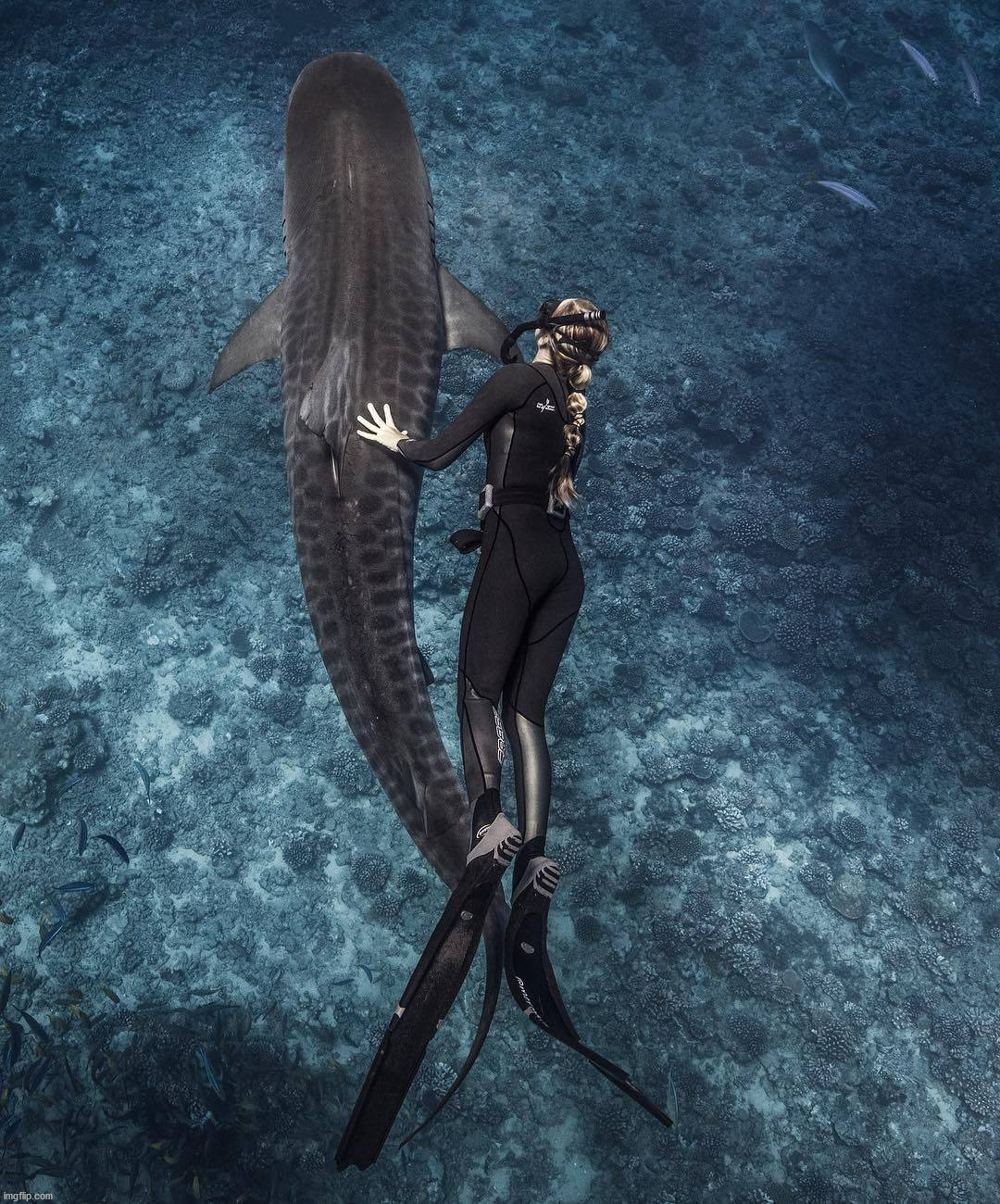 image tagged in awesome | made w/ Imgflip meme maker