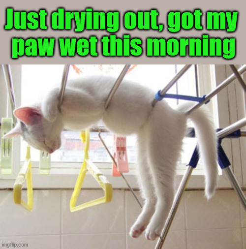 Just drying out, got my 
paw wet this morning | image tagged in cats | made w/ Imgflip meme maker