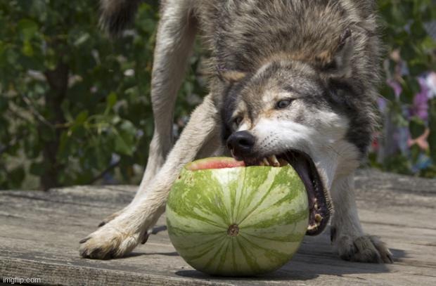 Watermelon Wolf | image tagged in watermelon wolf | made w/ Imgflip meme maker