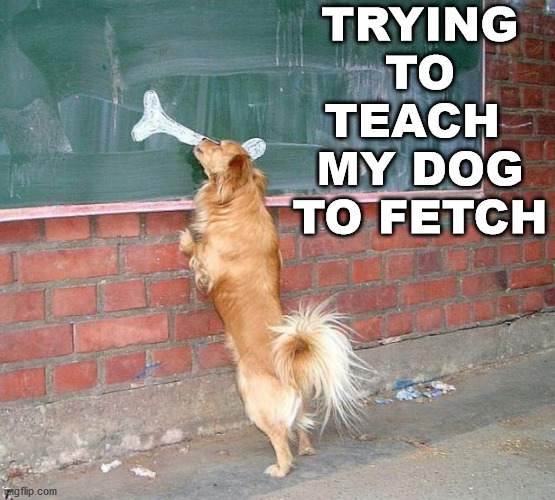 TRYING TO TEACH 
MY DOG TO FETCH | image tagged in dogs | made w/ Imgflip meme maker