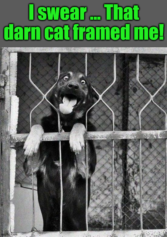 I swear ... That darn cat framed me! | image tagged in dogs | made w/ Imgflip meme maker