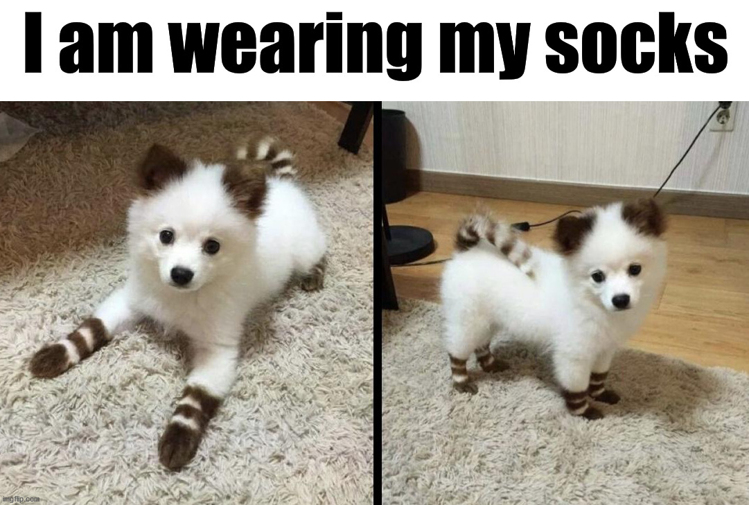 I am wearing my socks | image tagged in dogs | made w/ Imgflip meme maker